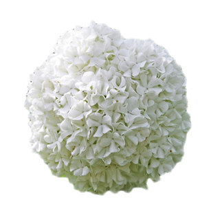 裸心花园欧洲木绣球玫瑰大苗进口树苗木本树绣球花苗棒棒糖小苗