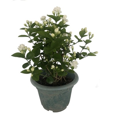 白茉莉花四季室内外好养浓香花卉