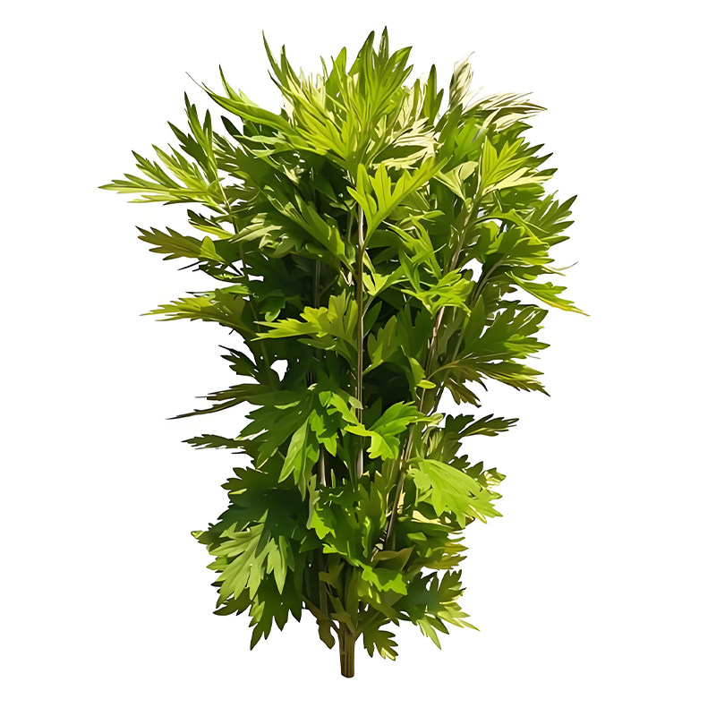 野生艾草种子驱蚊草艾