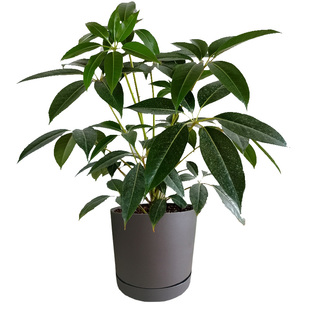 顺丰送货上门可挑选一物一拍昆士兰大叶伞观叶植物