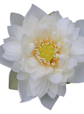 新品种《布衣》微莲苑姜永慧