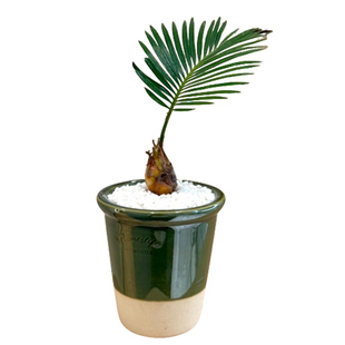 铁树宝宝盆栽室内耐旱绿植花卉客厅桌面ins风四季常青懒人小植物