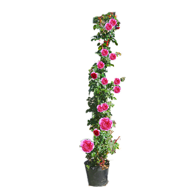 藤本月季花苗特大花浓香庭院植物室内花卉盆栽玫瑰爬藤蔷薇四季开