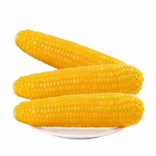 东北黄糯玉米10棒 新鲜甜糯玉米棒真空包装软糯香甜源头工厂直发