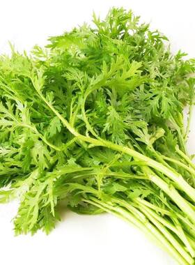 小叶茼蒿种子早熟皇帝菜