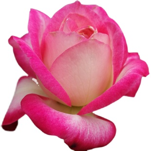 摩纳哥公爵月季多季开花观花灌木植物勤花多头集群抗病阳台盆栽