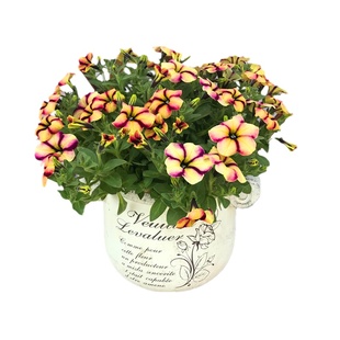 垂吊矮牵牛盆栽带花舞春花百万小玲阳台庭院花卉植物花期长发货