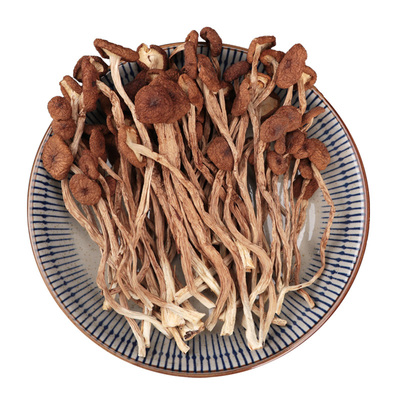 云南精选剪根嫩茶树菇干货