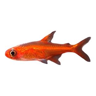 喷火灯小型鱼热带鱼淡水灯鱼灯科鱼草缸鱼群游宠物活体包邮包活