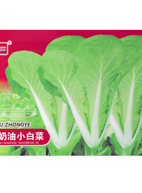 早熟奶油小白菜阳台庭院盆栽种子