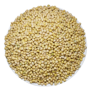 贵州农家小黄豆自留种小颗粒土黄豆非大豆非转基因大山里的老品种