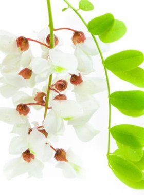 国槐香花槐树苗园林绿化