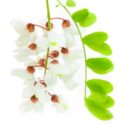 槐树苗 国槐苗 国槐树苗 国槐小苗香花槐树苗庭院园林绿化树苗木