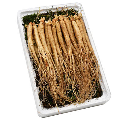 草参吉林人参鲜小鲜参园参东北长白山土煲汤泡酒参新鲜参仔