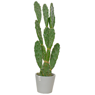 米邦塔仙人掌盆栽可食用药用美容外敷无刺兔耳仙人掌网红多肉植物