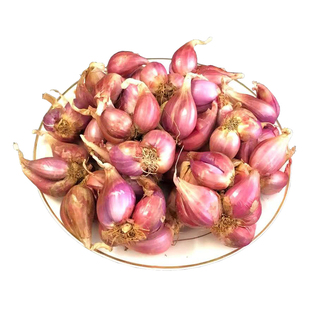 火葱头四季小香葱种子种头蒜葱小葱种籽红葱头阳台蔬菜盆栽葱种孑