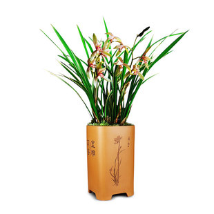 刘阁兰花 金边建兰四季兰花苗 小桃红 夏带花苞出售好养花卉盆栽