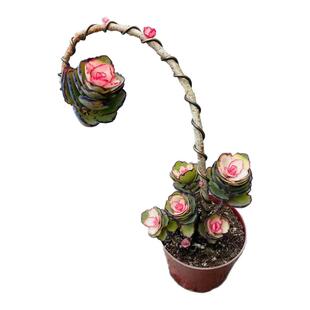 锦绣牡丹造型多肉植物木质老桩居家绿植盆栽新手好养活盆栽礼物花