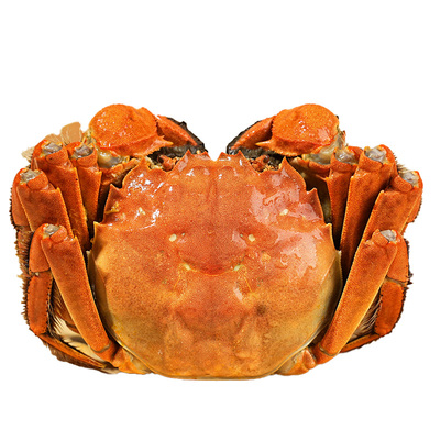 阳澄湖5两鲜活大闸蟹超特大