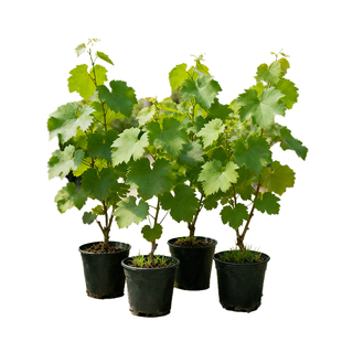 蓝宝石葡萄树苖南方北方种植阳光玫瑰巨峰大苗盆栽室内外庭院果树