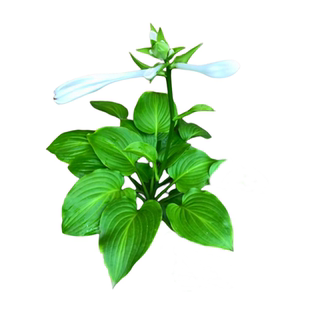 香味白花白玉簪苗大花圆叶耐寒耐阴地被草花紫玉簪庭院宿根植物