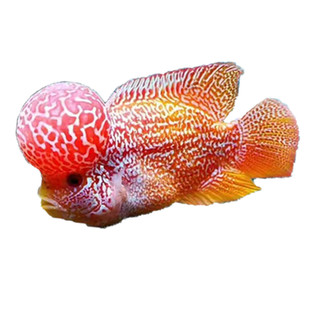 泰国进口罗汉鱼苗爆头亚成麒麟泰金毒苗火凤凰淡水易活热带观赏鱼