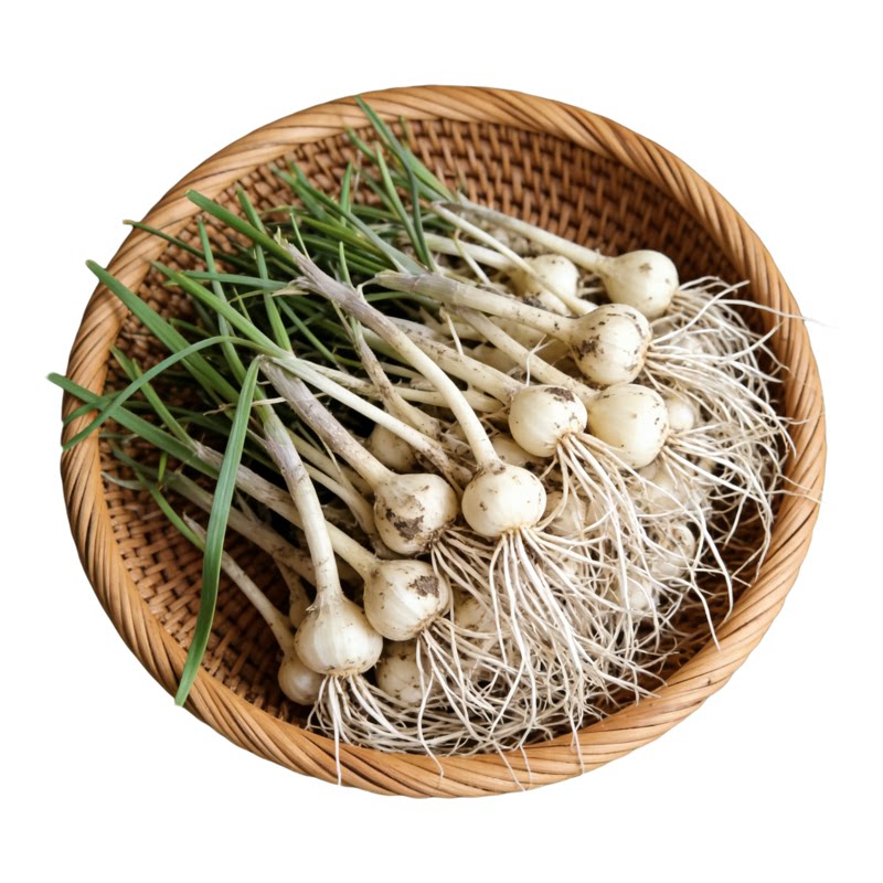 产地直发辽宁本地特产东北野菜小根蒜野葱小野蒜薤白新鲜现挖现发