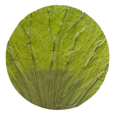 24年荷叶片整张圆形22CM100片/份