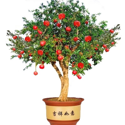 石榴树苗当年结果包成活包结果