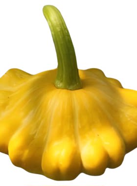 太空黄飞碟种子观赏食用