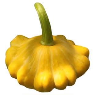 太空黄飞碟种子迷你小南瓜种籽 观光园观赏食用美国四季禾之元种