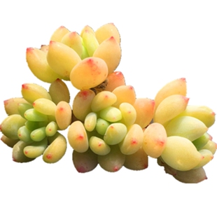 劳尔罗琦凝脂莲一物一拍多肉植物群生多头有香味清晟园艺满38包邮