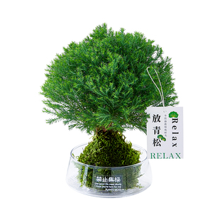 放青松雾凇苔藓球植物室内办公桌面绿植情绪稳定花卉雾松四季常青
