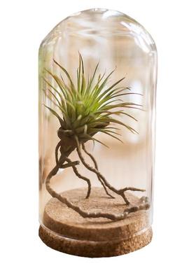 掬熙木塞玻璃罩装饰玩偶瓶礼物