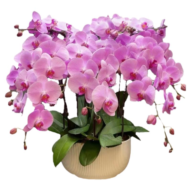 蝴蝶蘭盆栽帶花劍帶花苞花卉秋冬客廳蘭花大苗室內(nèi)植物四季好養(yǎng)活