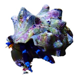【植素源】寄居蟹海缸除藻绿蓝脚清洁海水寄居蟹活体水族易养耐活