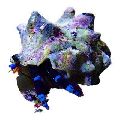 植素源水族寄居蟹海缸除藻吃垃圾