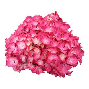 海蒂的花园 塞尔玛大花绣球八仙花庭院阳台耐阴花卉植物盆栽