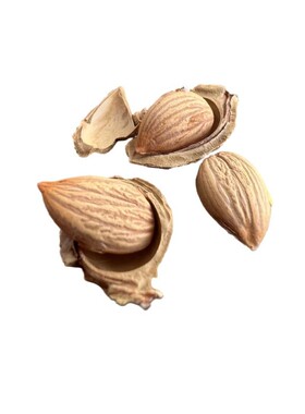 生杏核原味坚果去壳生杏仁食用