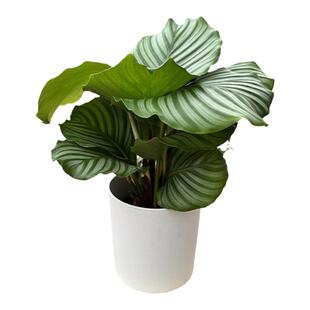 白脉椒草西瓜皮皱叶椒草狼尾蕨青苹果茱萸扇葵花卉办公室净化空气