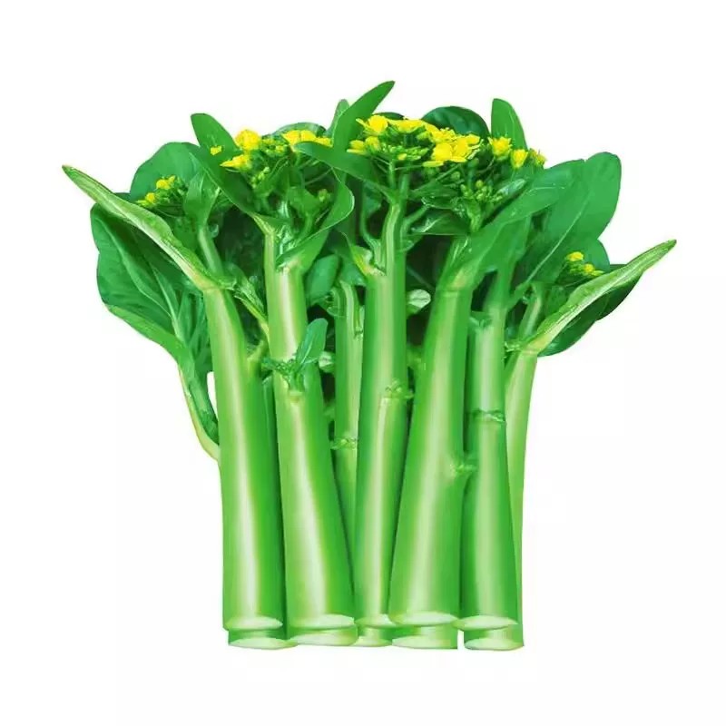 四季甜菜心种子抗热耐湿青菜春秋四季播农家四九菜心阳台快菜种籽