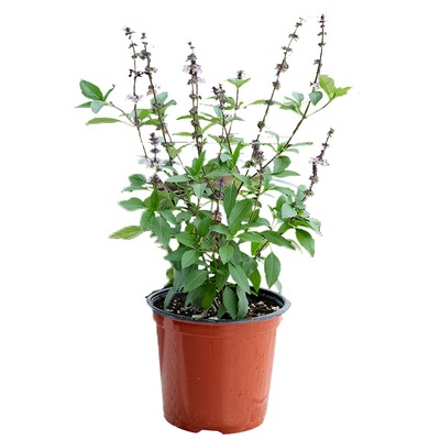 可食用甜罗勒叶苗九层塔盆栽种子孑苗柠檬丁香阳台庭院四季种