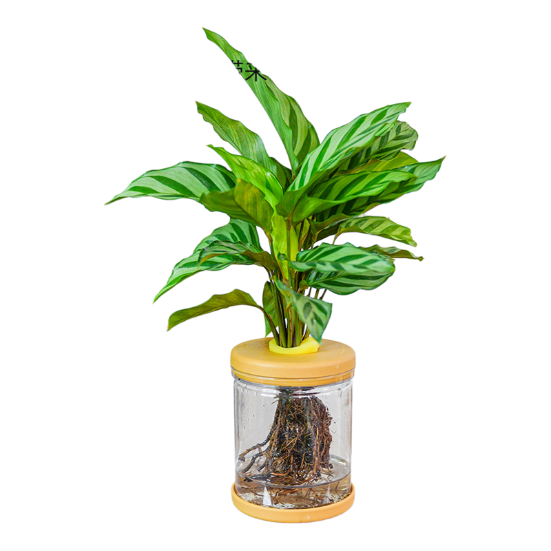 翠叶竹芋室内青苹果水培植物净化空气办公室花卉四季常青好养绿植