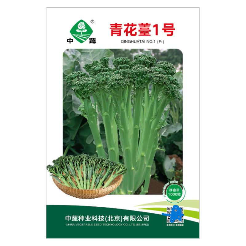 西兰苔种子蔬菜种孑西洋芥兰菜籽
