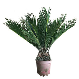 铁树盆栽植物室外大型庭院门口树苗客厅办公室净化空气绿植小盆景