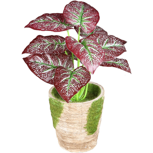 仿真植物小草绿植室内造景假花饰品装饰摆件青苔皮生态造景海棠叶