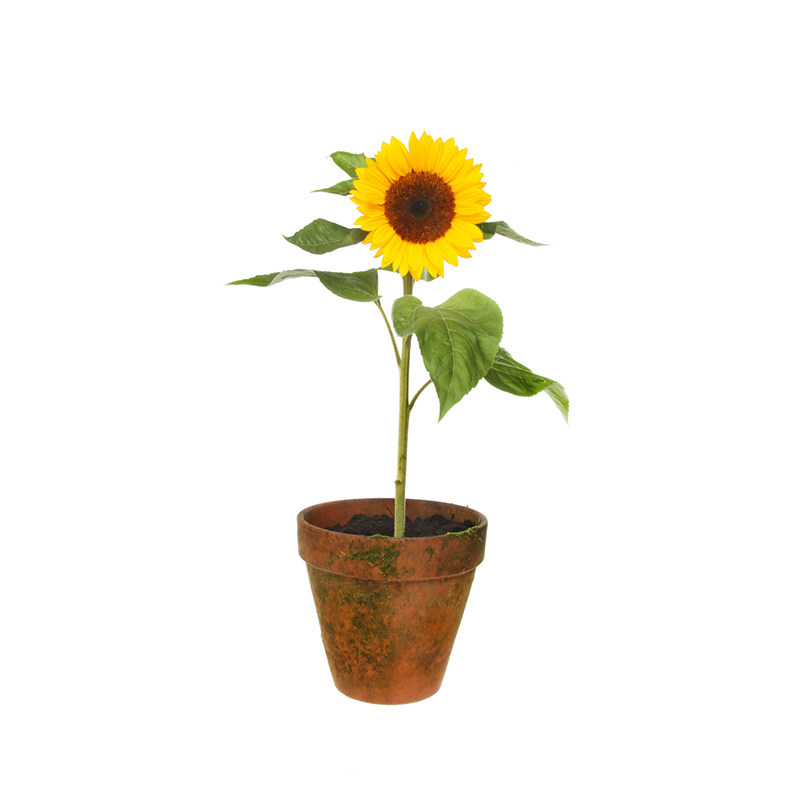 百花缘夏季盆栽向日葵