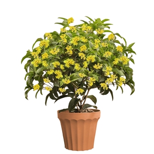 四季桂花盆栽树苗浓香型盆景矮桩绿植桌面办公室内盆栽植物好养