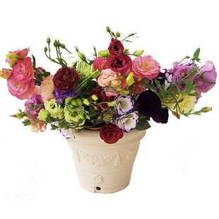 进口重瓣洋桔梗花种籽混色易活阳台室内外花卉种子四季播种开花籽