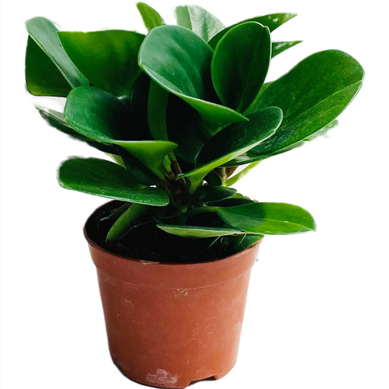 多肉植物二手烟客厅四季常青碧玉